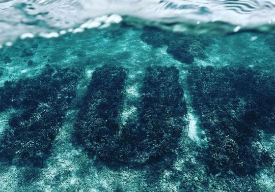 Первый в мире подводный тег из кораллов - 1UP crew